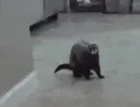 ferret im out