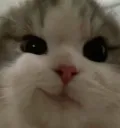 holy kitty