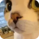 cat what