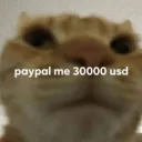 cat scam