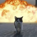 cat explosion