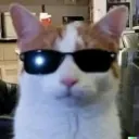 cool cat