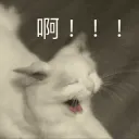 /crow cat wtf