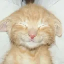 smiling kitty