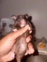 HAMMIE