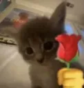 catflower
