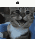 fuck you discordggfools