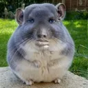 Chinese rat 44