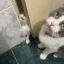 Starring cat 44