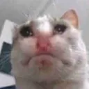 Crying cat 44