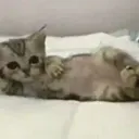 Sleepy cat