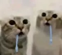 Drooling Cat