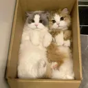Cute cats 