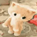 kitten /miracle