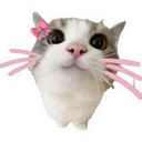Miku her catze