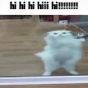 Hello catze