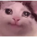 Sad catze