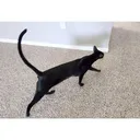 Give my guy some food