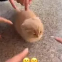 Bro is getting bullied 