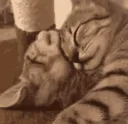 cuddles