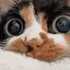 staring