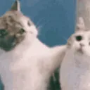 Cat Kiss