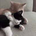kisses