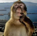 Monkey think