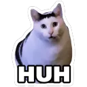 Huh cat