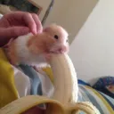 🍌 banana