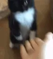 Cat Deal