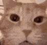 Laughingcat