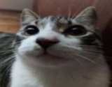 Ah So sorry toasts