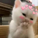 Cat love