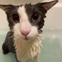 Sillysilly