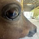 coco1