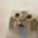 gato