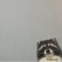 Raccoon Eff You