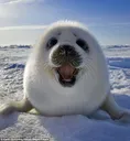 Happy Seal