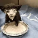 milk