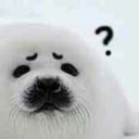 Confused seal