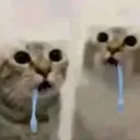 cat drool