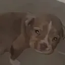 sadpuppy