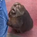 Cleoirl