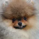 Teddy Bleh