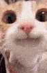 Meow bhai