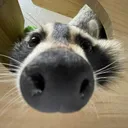 Raccoon