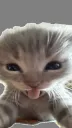 bleh