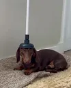 plunger wiener