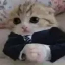 business cat